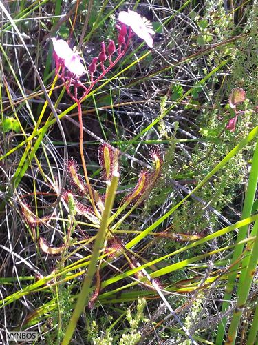 Drosera ramentacea