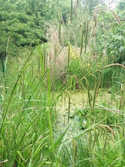 Carex pendula