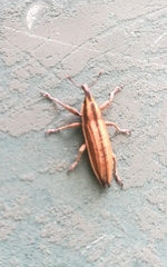Lixus anguinus