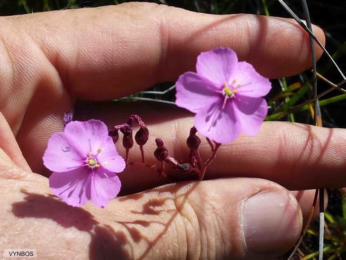 Drosera ramentacea