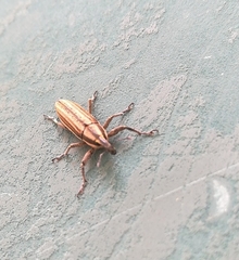 Lixus anguinus