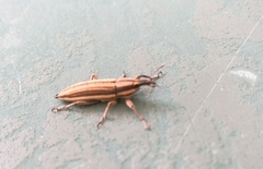 Lixus anguinus