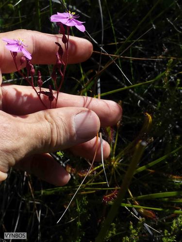 Drosera ramentacea