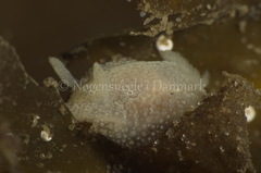 Acanthodoris pilosa