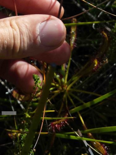 Drosera ramentacea