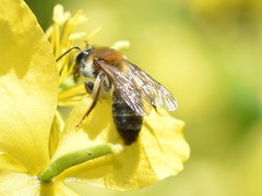 Andrena nitida