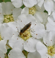 Hoplocampa