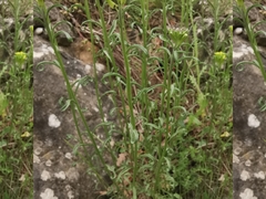Erysimum nevadense collisparsum