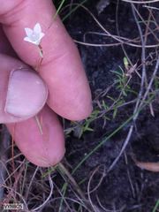 Prismatocarpus brevilobus