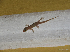 Hemidactylus brookii