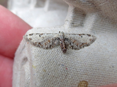 Eupithecia ravocostaliata