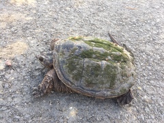 Chelydra serpentina