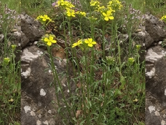 Erysimum nevadense collisparsum