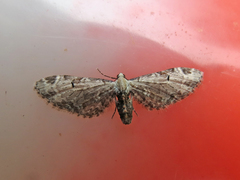 Eupithecia ravocostaliata