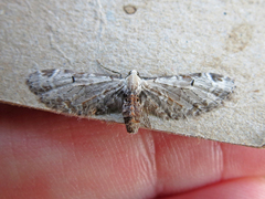 Eupithecia ravocostaliata