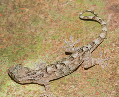 Gekko hokouensis
