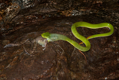 Chinese Green Tree Viper photo 3