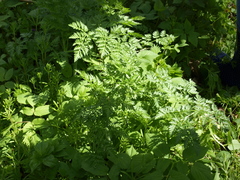 Chaerophyllum bulbosum