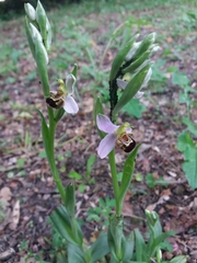 Ophrys apifera
