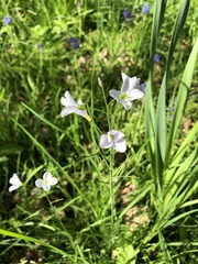 Cardamine pratensis