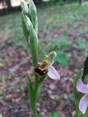 Ophrys apifera