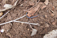 Scolopendra laeta