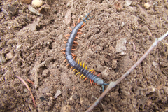 Scolopendra laeta