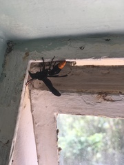 Synagris