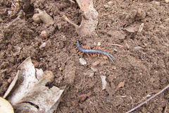 Scolopendra laeta