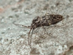 Paronellides