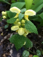 Lamium galeobdolon galeobdolon