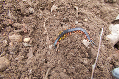 Scolopendra laeta