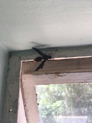 Synagris