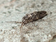 Paronellides