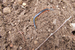 Scolopendra laeta
