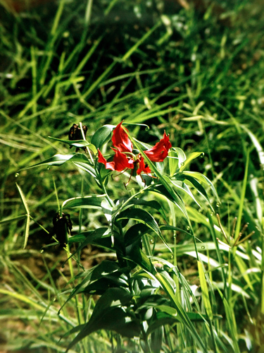 Glory lily (Gloriosa simplex)