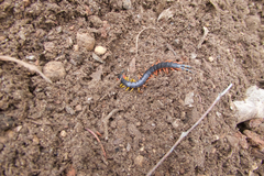 Scolopendra laeta