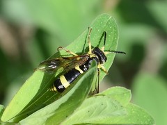 Tenthredo zona