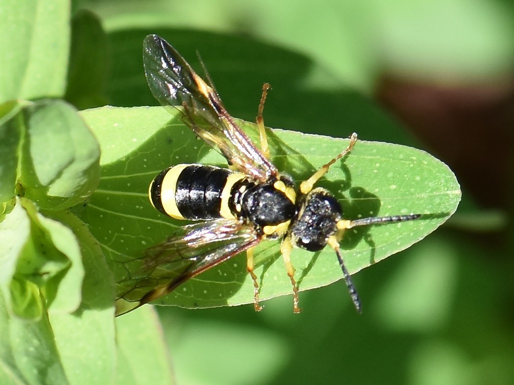 Black-sided Wasp-sawfly
