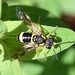 Black-sided Wasp-Sawfly - Photo (c) Herman Berteler, some rights reserved (CC BY-NC), uploaded by Herman Berteler