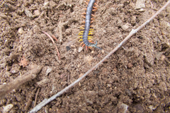 Scolopendra laeta