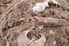 Scolopendra laeta