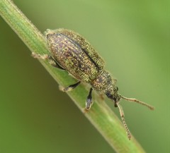 Phyllobius betulinus