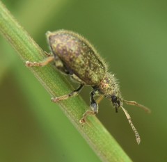 Phyllobius betulinus