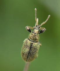 Phyllobius betulinus