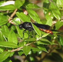Elaphroptera scoliaeformis