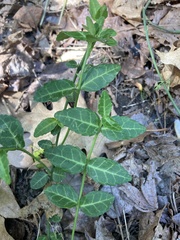 Euonymus fortunei