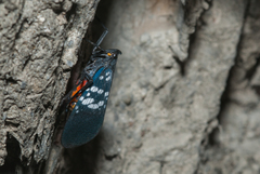 Lycorma olivacea