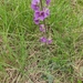 Verbascum phoeniceiforme - Photo (c) Elia Lipreri, some rights reserved (CC BY-NC), uploaded by Elia Lipreri