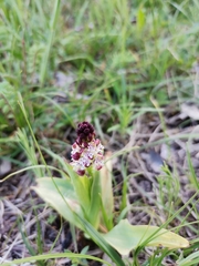 Neotinea ustulata ustulata
